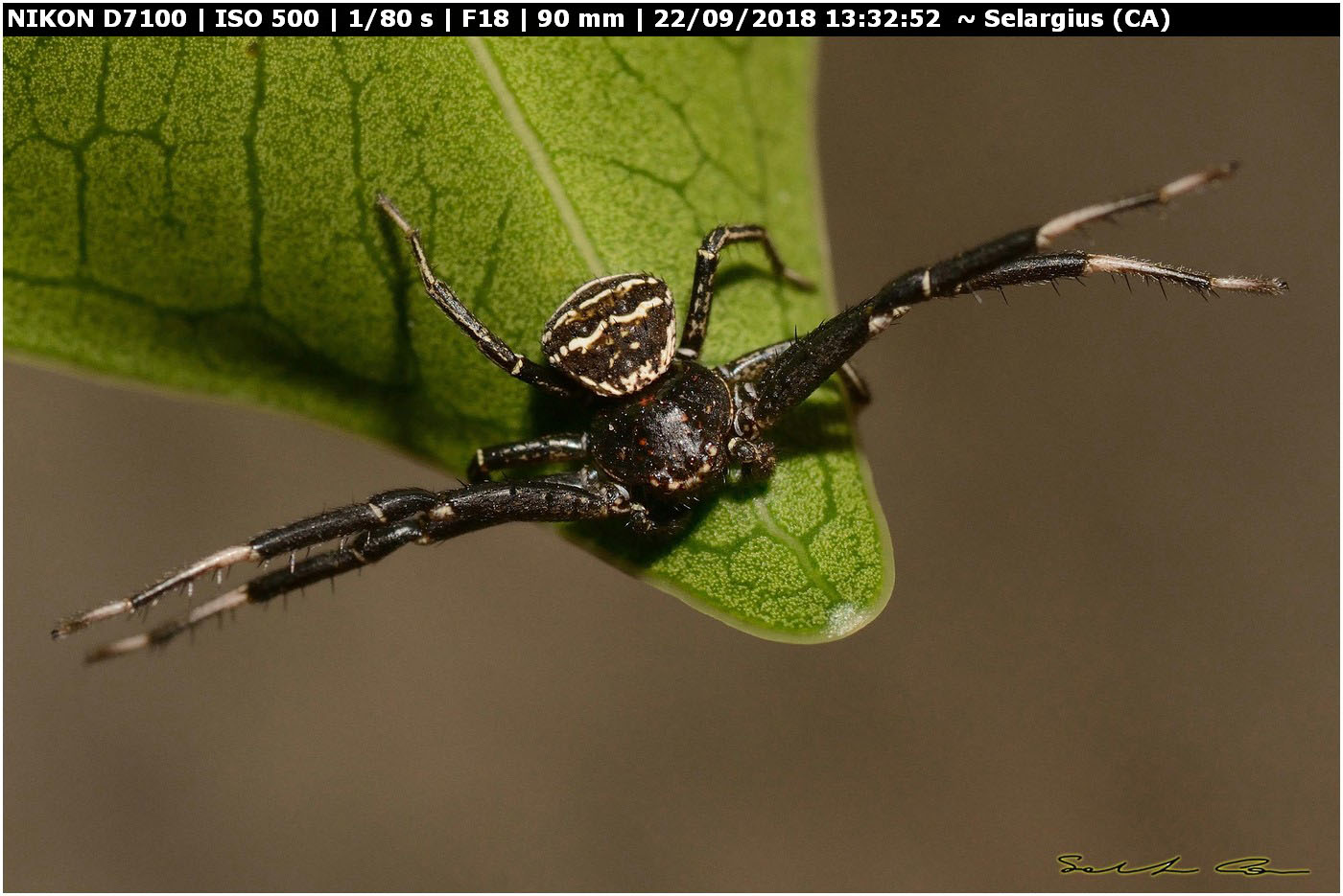 Xysticus sp. ♂ (Thomisidae)